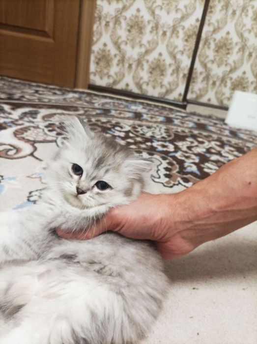 Котята.  Мама британская. Папа шиншила