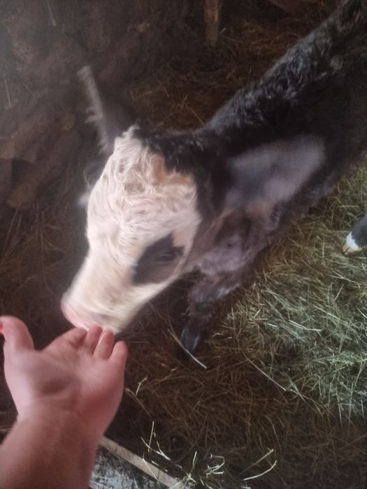 Vand vitea metis bruna cu baltata.