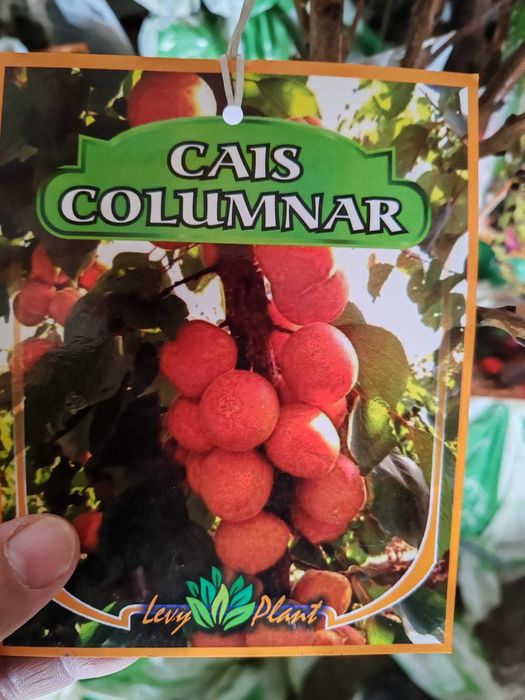 pomi columnari cu radacina ambalata