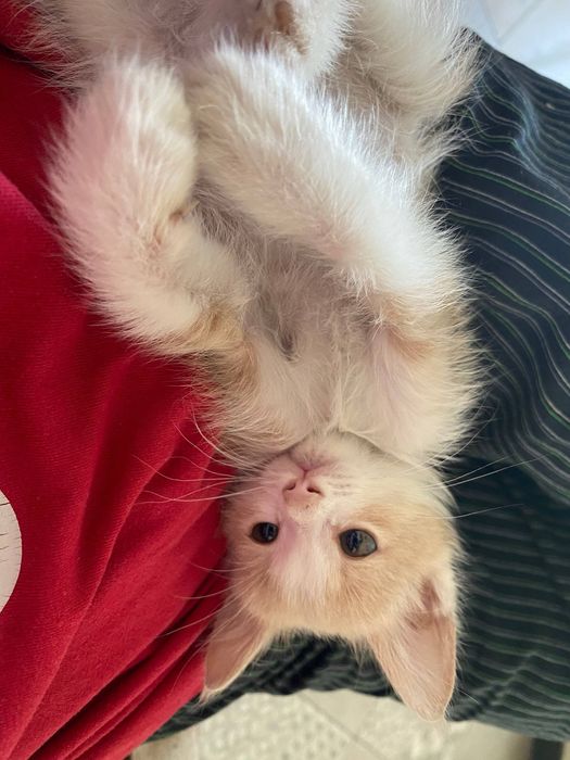 Отдаем милых котят