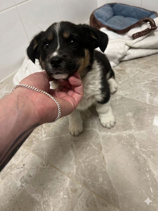 Женско бебе на 3-5 седмици търси дом