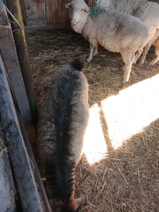 Теке ешкі қой сатылады