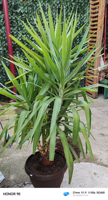 Yucca elephantipes - planta decorativa