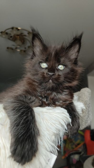 Мейн-кун мальчик из питомника