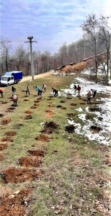 Puieti forestieri salcam frasin carpen stejar fag paltin mesteacan tei