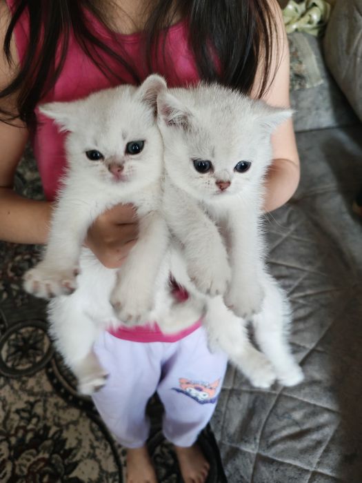 Британская короткошерстная кошка серебристого окраса.