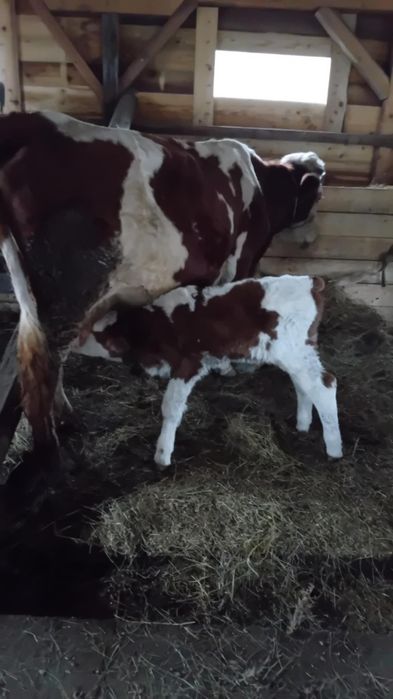 Vînd vacă de 7 ani cu vițel tăuraș