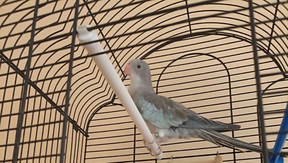 принцов  папагал