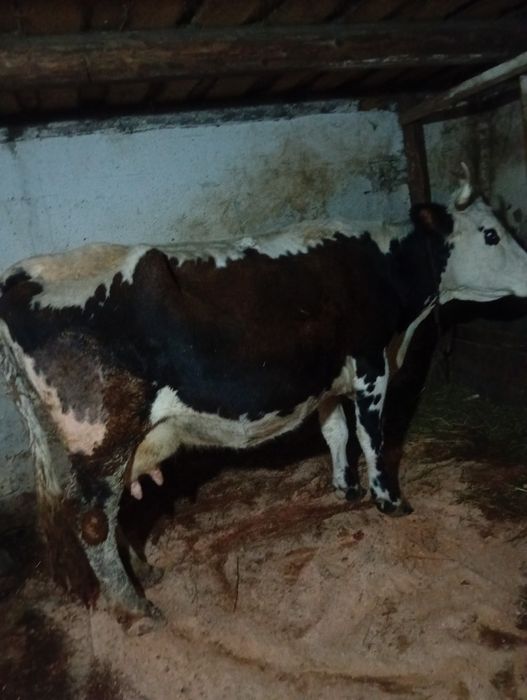 vând vacă gestantă