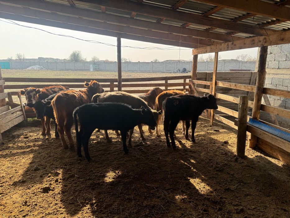 Тараз  ровнида тур