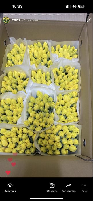 Тюльпаны оптом