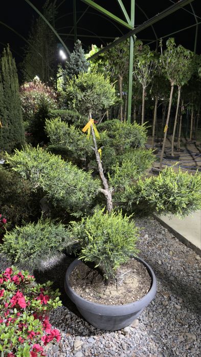 Italiya ko’chatlari  Magnolia Archa