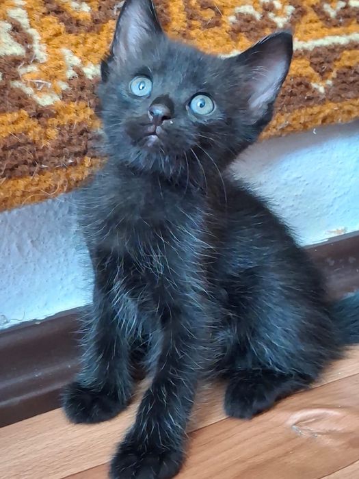 Котята 1 месяц, два мальчика и девочка