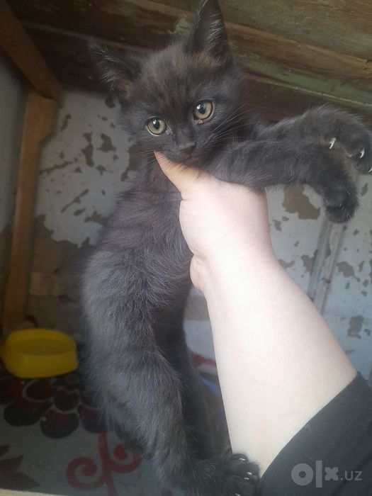 Muwuk hadyaga turkiw angora