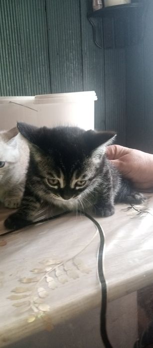 Продам породистых котят