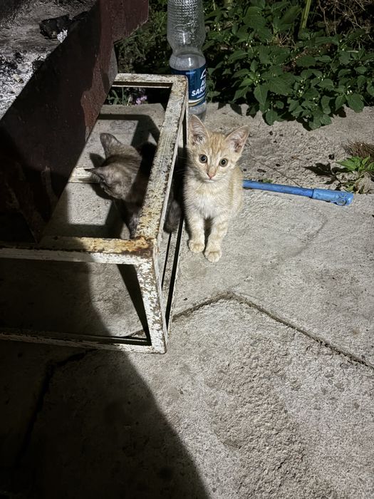 Котята маленькие