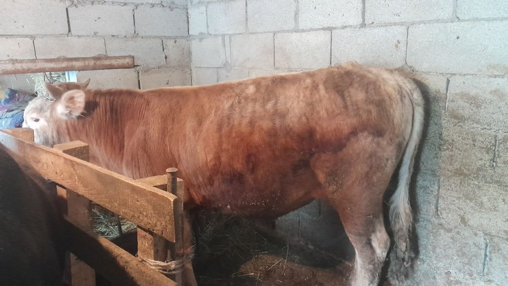 Продам Бычка 1.5 года