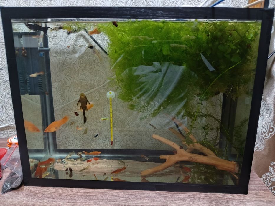 Продам аквариумных рыбок, разных