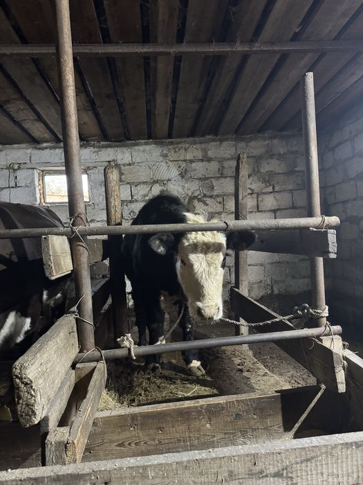 Бұқалар сатамын.