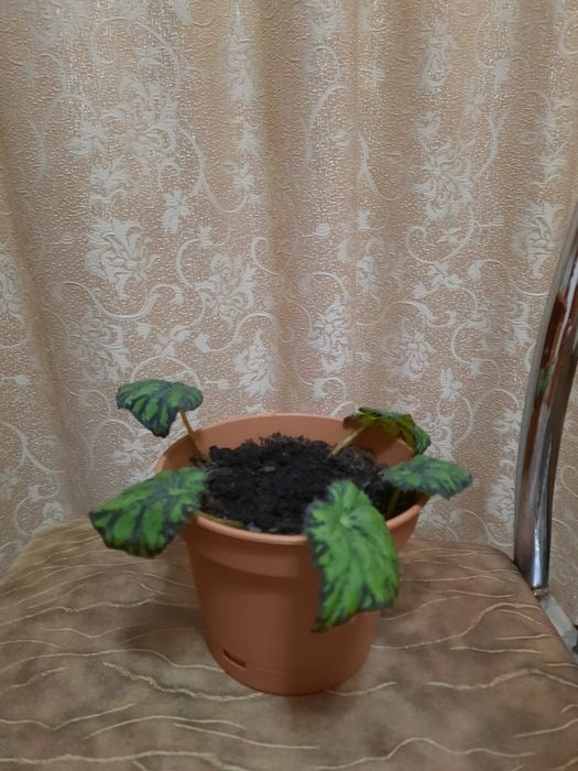 Комнатные растения разные продам.