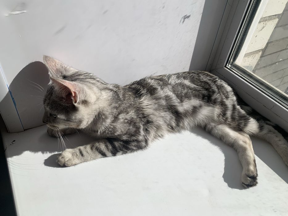 Срочнн котенок в добрые руки.