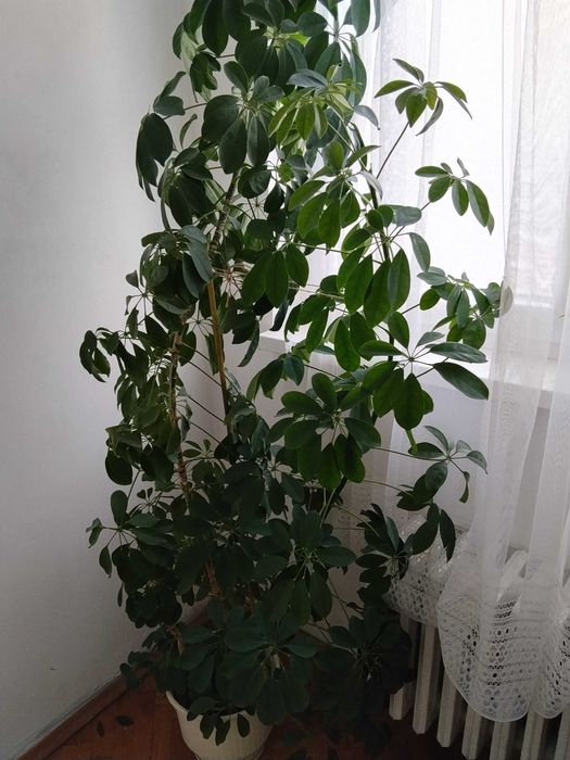 Шефлера - декоративно растение с височина 2 м