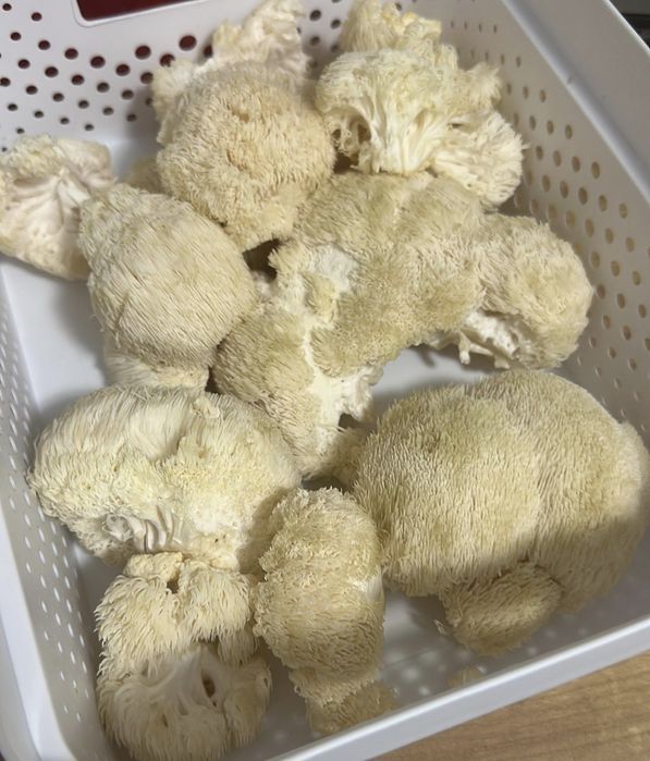 Micro ferma ciuperci gourme si medicinal(specialitate) cu LAB steril