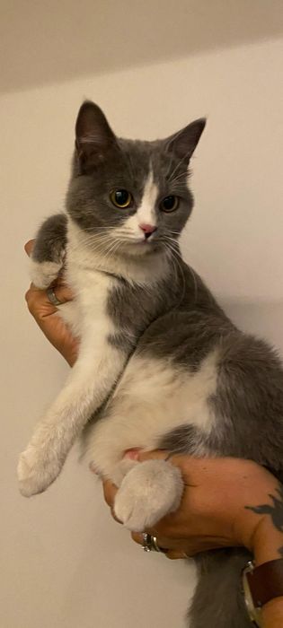 Милая и ласковая кошечка