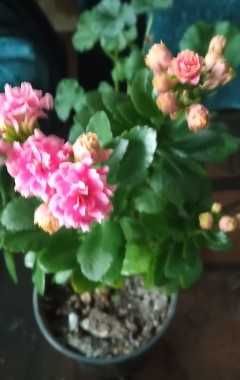 продам цветущие каланхоэ махровые