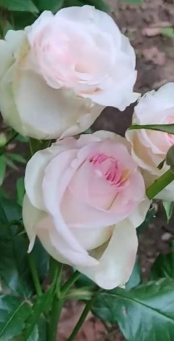 Роза кошеттербар