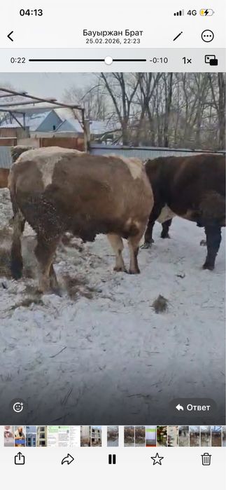 Бұқалар сатылады