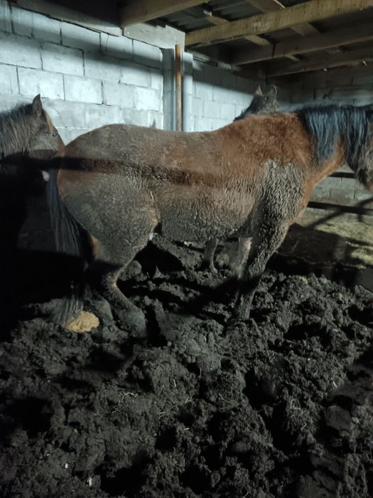 Семиз бие сатылады