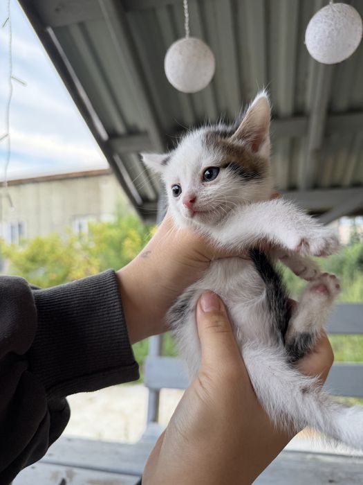 Отдам котят бесплатно