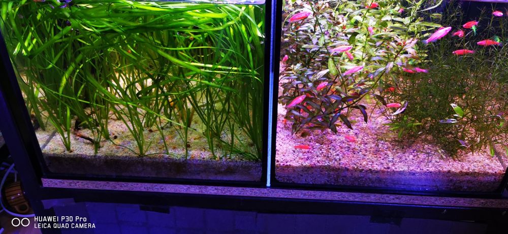 Plante de acvariu, Bucephalandra, Lobelia, Valisneria, plante easy