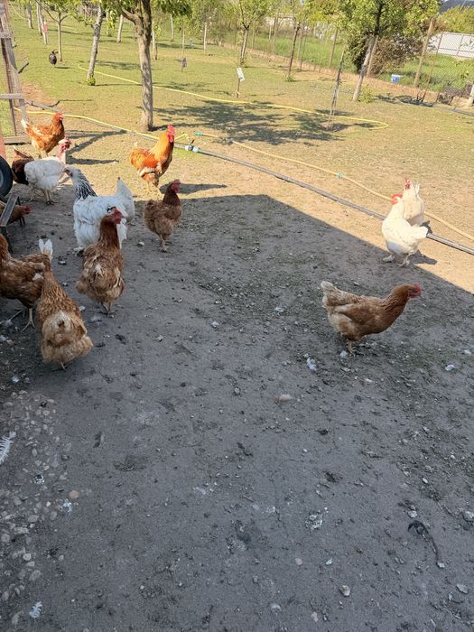 De vanzare oua de gainia 1.2 ron / bucata