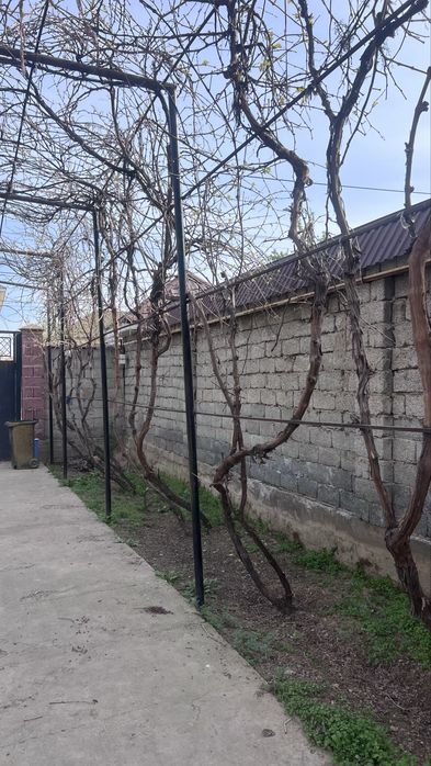 Жүзім керек болса алып кетіңдер