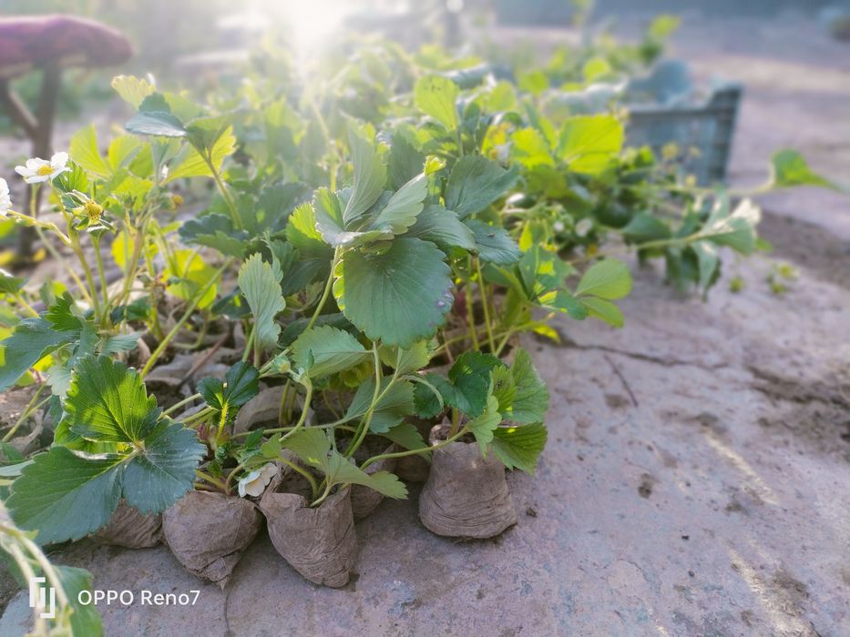 Qulupnoy kucatlari sotiladi