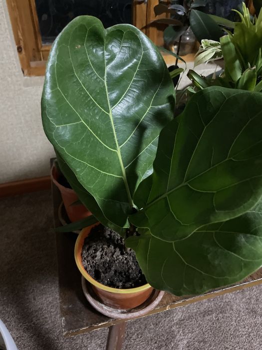 Фикусы, вьюны, молочаи, кактусы