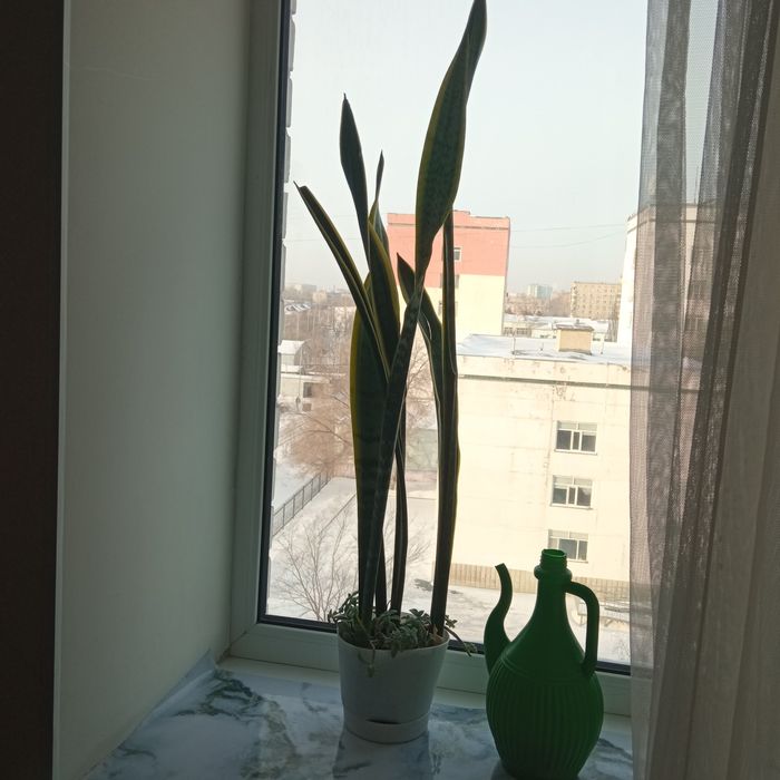 Прдам сансевиерия или щучий хвост