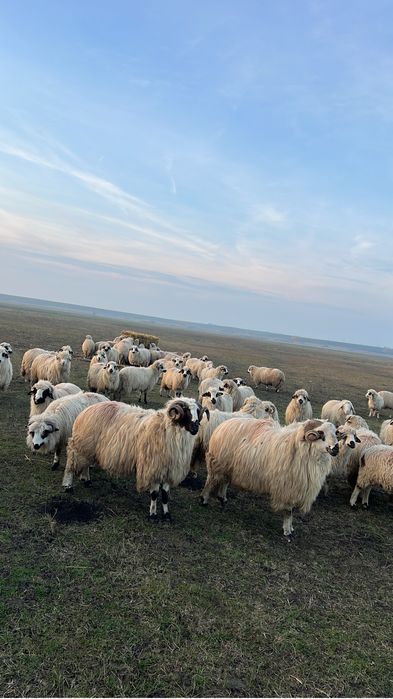 Berbec breaz talie mare