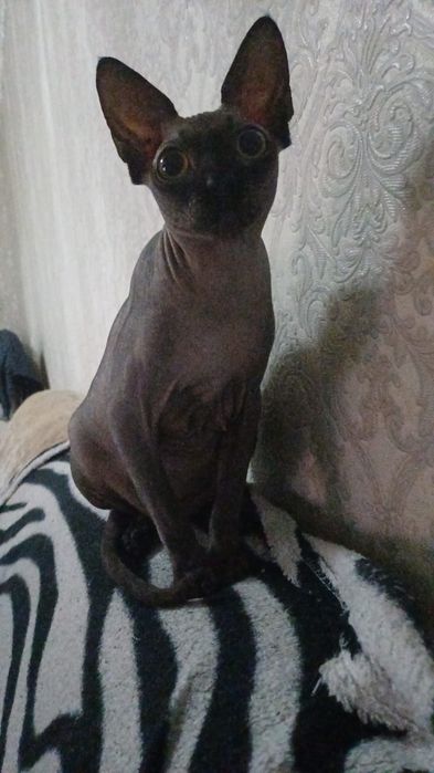 Продам котят Сфинксов не дорого