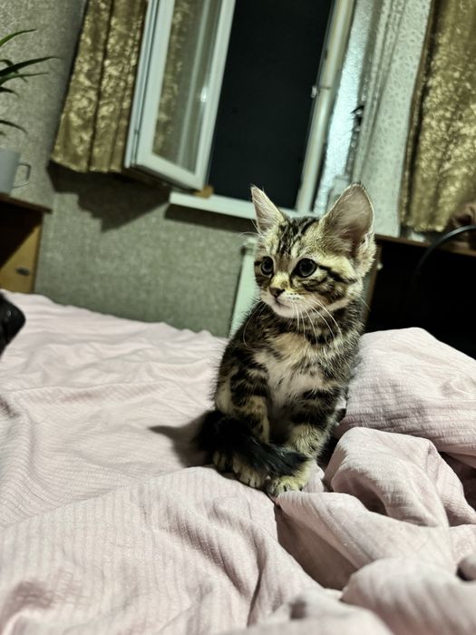 Отдам котенка в добрые руки