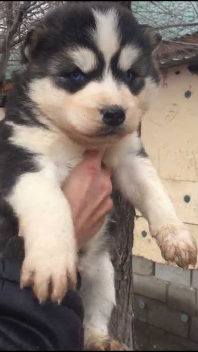 Голубоглазый мальчик хаски  из питомника