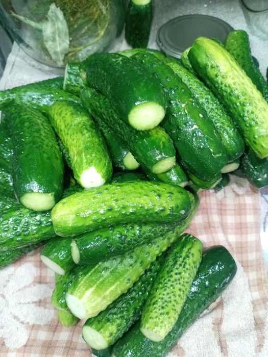 Рассада помидор, сладкого перца, огурцов.