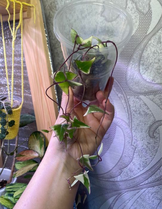 Продам черенки хой