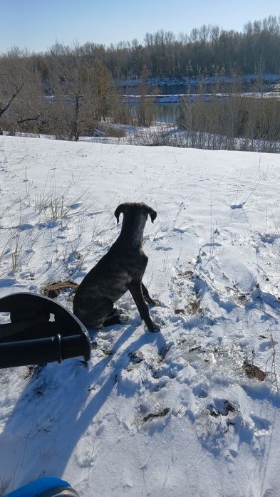 Тазы күшік сатылады Продам