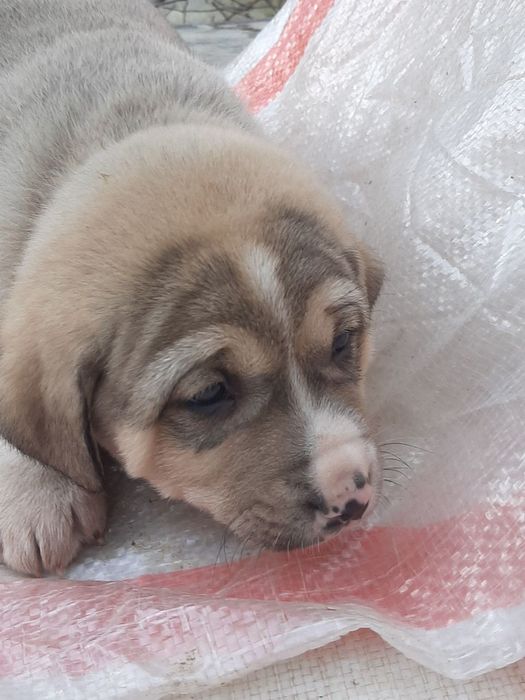 Отдадим собачек в добрые руки