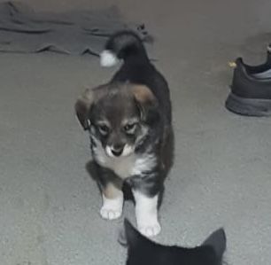 Ищет дом маленькое счастье!