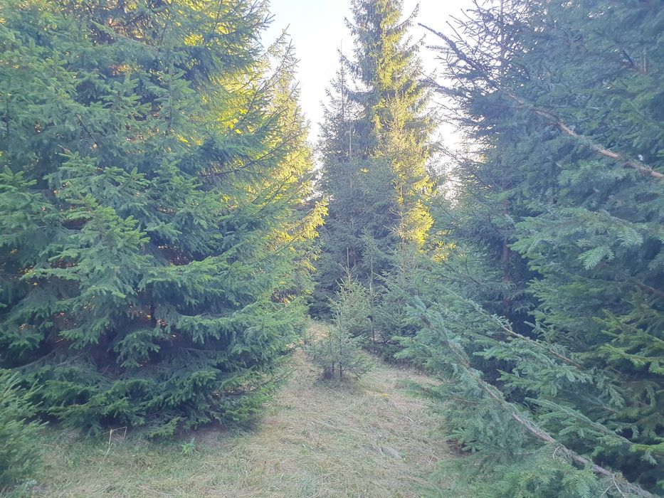 Pasune montana impadurita 16.2 ha