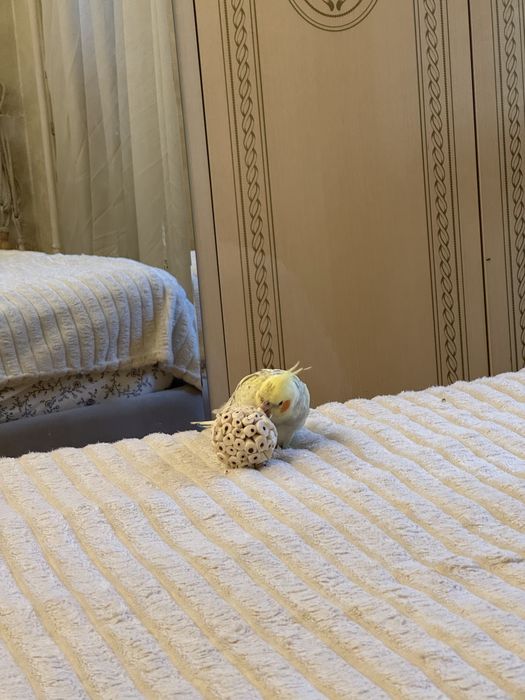 Продам ручных попугаев (девочка и мальчик)